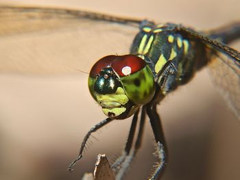 Close-up of insect