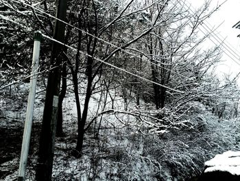 Bare trees in forest during winter