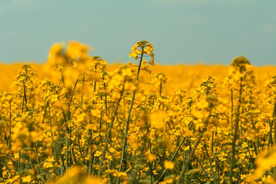 Scenic view of oilseed rape field against clear sky