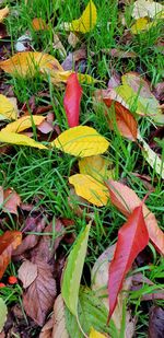 High angle view of plant growing on field