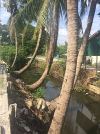 Scenic view of palm trees by plants against sky