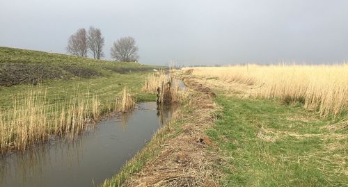 Plants growing on field by canal against sky