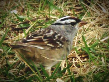 Animals on grassy field