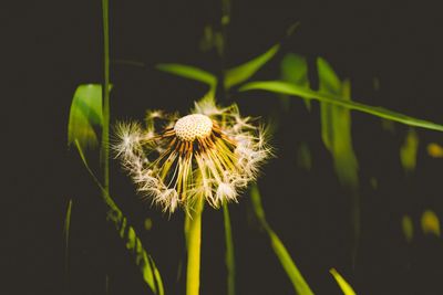 Close-up of flower against blurred background