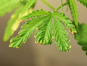 Close-up of fresh green leaves