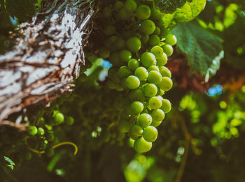 Close-up of grapes growing in vineyard