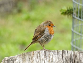 Close-up of bird perching on wood