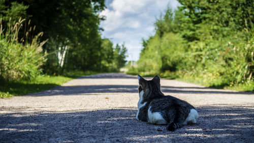 Cat sitting on road