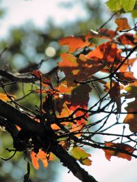 Low angle view of maple tree against sky during autumn