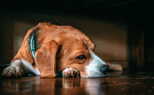 Close-up of a dog resting on hardwood floor