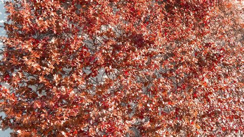 Full frame shot of red maple leaf
