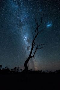 Silhouette tree against sky at night