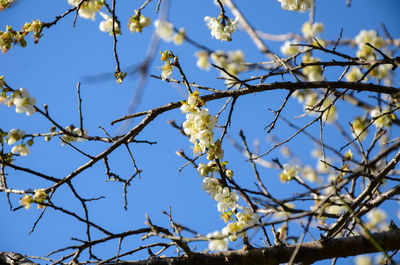 Low angle view of flower tree against blue sky