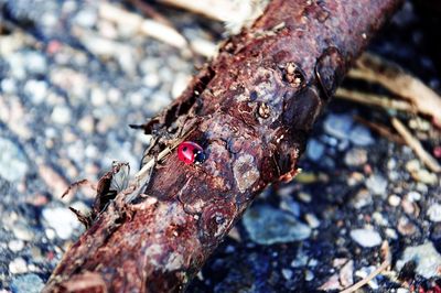 Close-up of insect on tree trunk