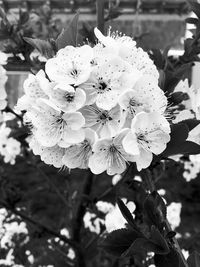 Close-up of flowers