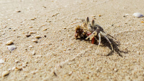 Close-up of crab on sand