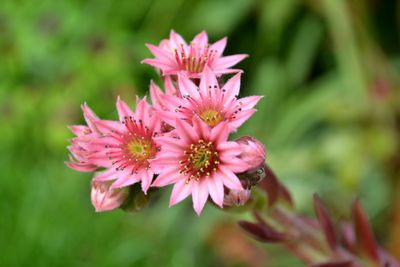 Close-up of pink flowers blooming outdoors