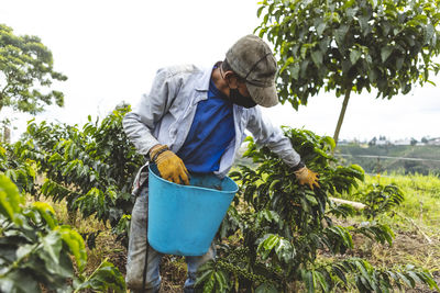 Unrecognizable male farmer in face mask picking ripe berries from green coffee shrub growing on vast agricultural plantation in quindio department of colombia