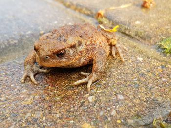 Close-up of frog on land