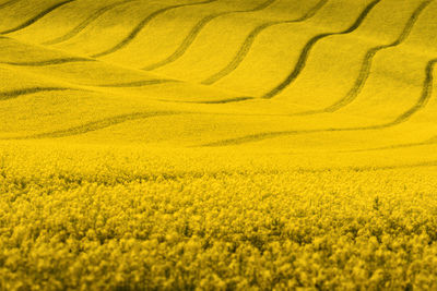 Close-up of yellow flowers