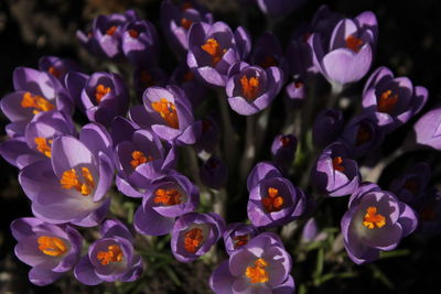 Close-up of purple crocus flowers