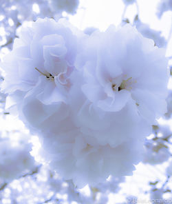 Close-up of white flowers