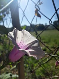 Close-up of flower blooming outdoors