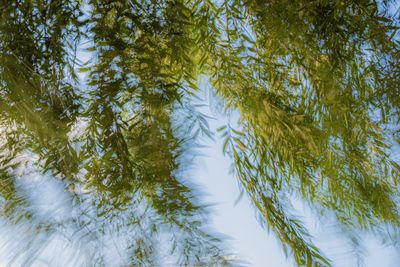 Full frame shot of trees by lake