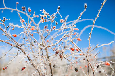 Low angle view of flowering plant against blue sky