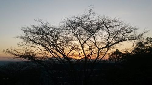 Silhouette bare tree against clear sky