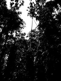 Low angle view of silhouette trees against sky