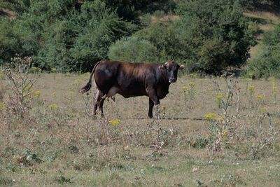 animal