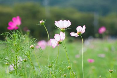 Close-up of pink cosmos flowers blooming on field