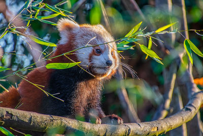 Close-up of lizard on tree