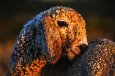 Close-up of lamb