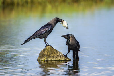 Bird perching on a lake