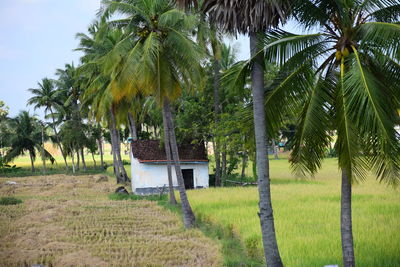 Palm trees on field against sky