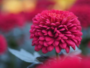 Close-up of pink dahlia