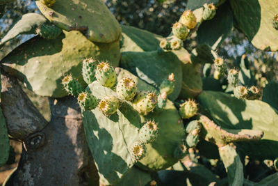 Close-up of plant