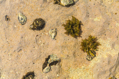 High angle view of starfish on rock