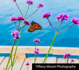 Close-up of butterfly pollinating on pink flower