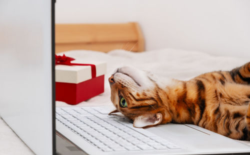 Close-up of funny bengal cat lying on keyboard on back  on bed at home,near gift box.online shopping