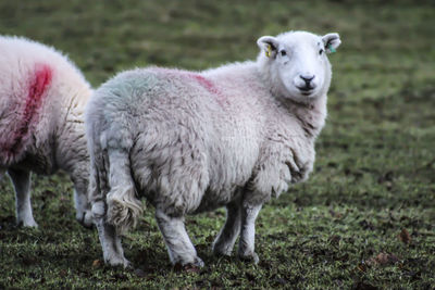 Portrait of sheep on field