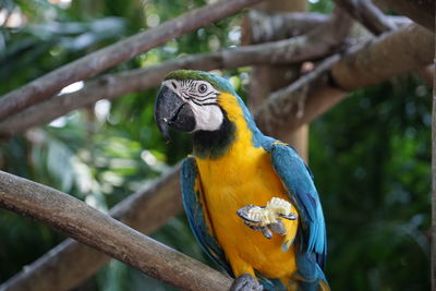 Close-up of parrot perching on tree