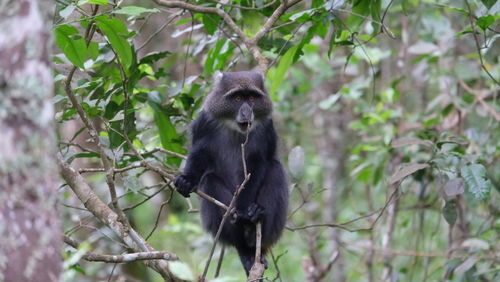 Monkey on tree branch