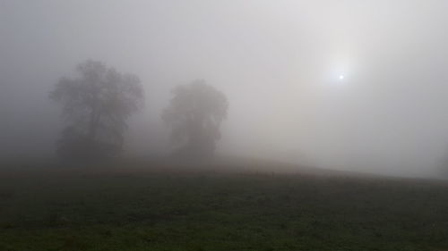 Trees on field against sky during foggy weather