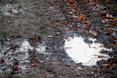 High angle view of wet leaves in puddle