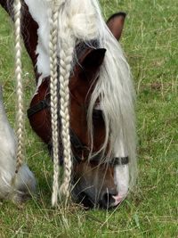 Close-up of horse in grass