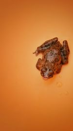 High angle view of frog on orange background