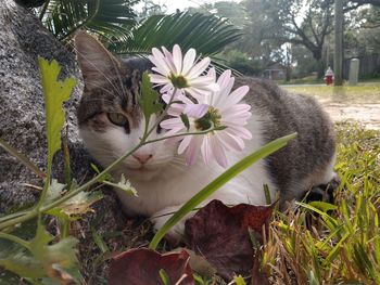 Close-up of cat on flower field